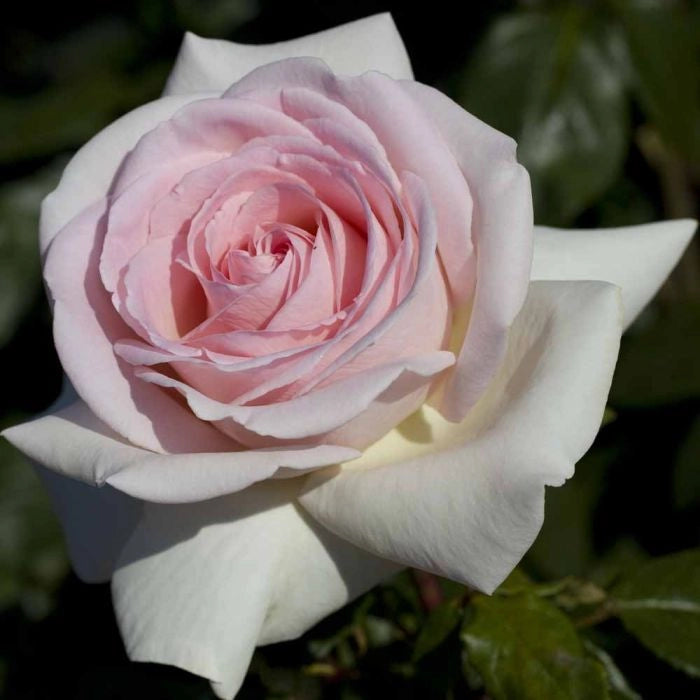 Pianta di Rosa PRINCE JARDINIER ® Meilland Alberello h 120cm vaso 24cm AMDGarden