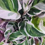 Gardenaria Calathea 'White Fusion' - Pianta da interno ornamentale Altezza: 45 cm (vaso 11)