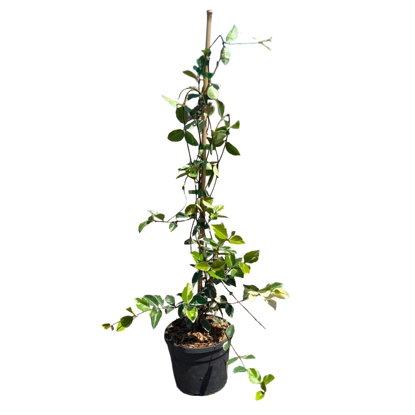 Rhincospermum Jasminoides variegato falso gelsomino h 80 in vaso 18 cm AMDGarden