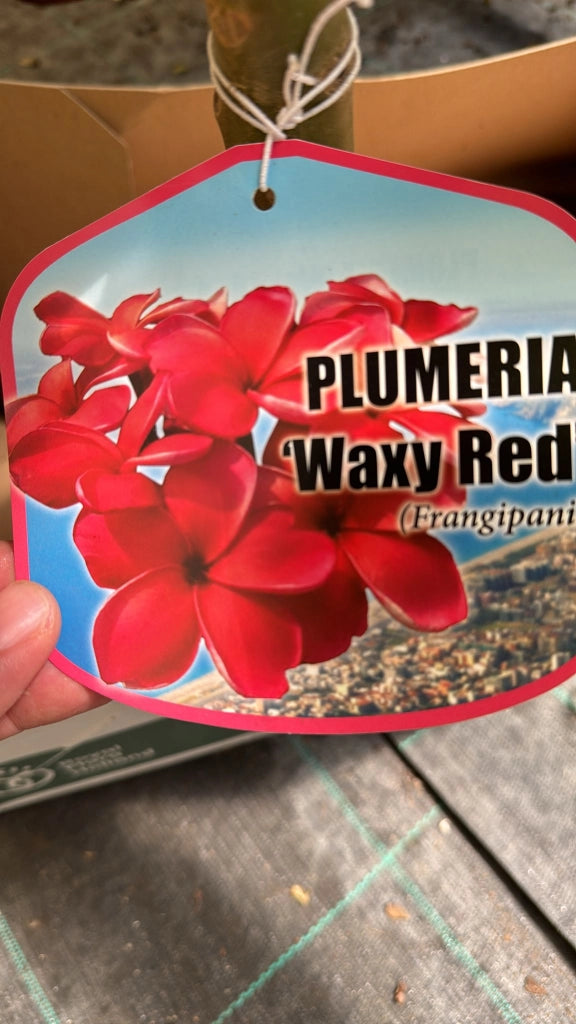 Plumeria Waxy red, frangipane, H 60cm, foto reali