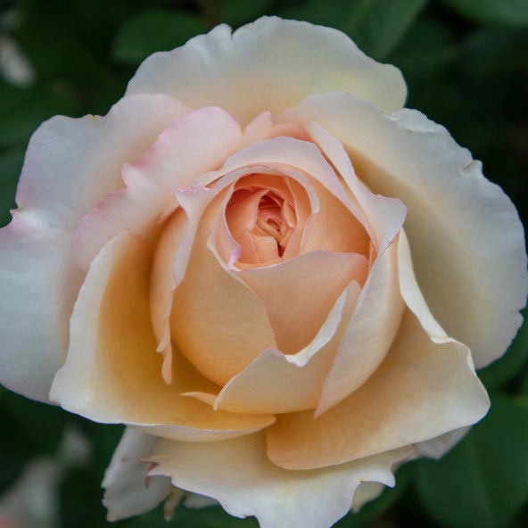 Piante Rosa Anna Fendi, foto reali