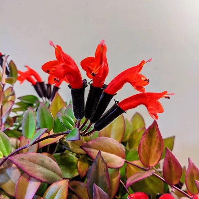 Aeschynanthus (Eschinanto o Escinanto) Vaso 15 - Pianta del Rossetto Foto Reali