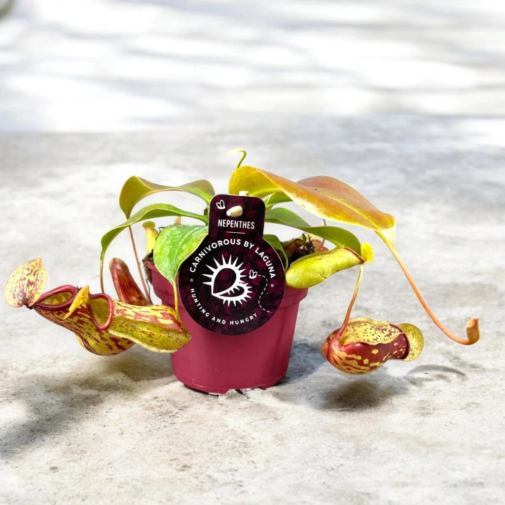 Gardenaria Nepenthes 'Gaya' - Pianta da interno ornamentale Altezza: 17 cm (vaso 12)