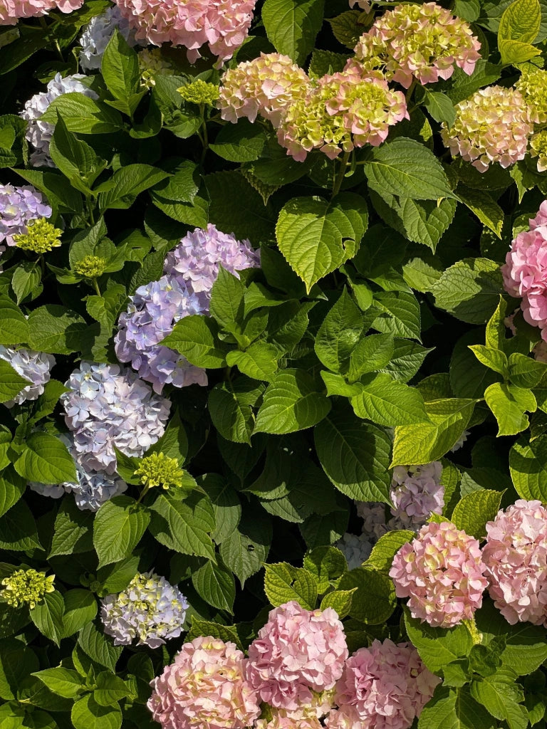 Ortensia Hydrangea Macrophylla Mix Colori Vaso 18 cm Pianta da Fiore