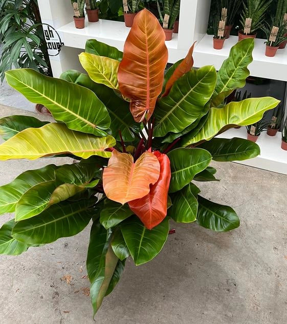 Gardenaria Philodendron 'Prince of orange' - Pianta da interno ornamentale Altezza: 30 cm (vaso 14)