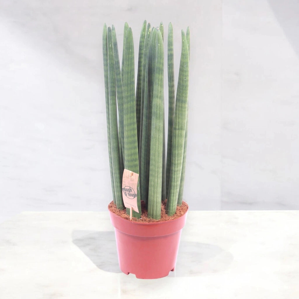 Gardenaria Sansevieria cylindrica 'Straight' - Pianta da interno ornamentale Altezza: 35 cm (vaso 12)