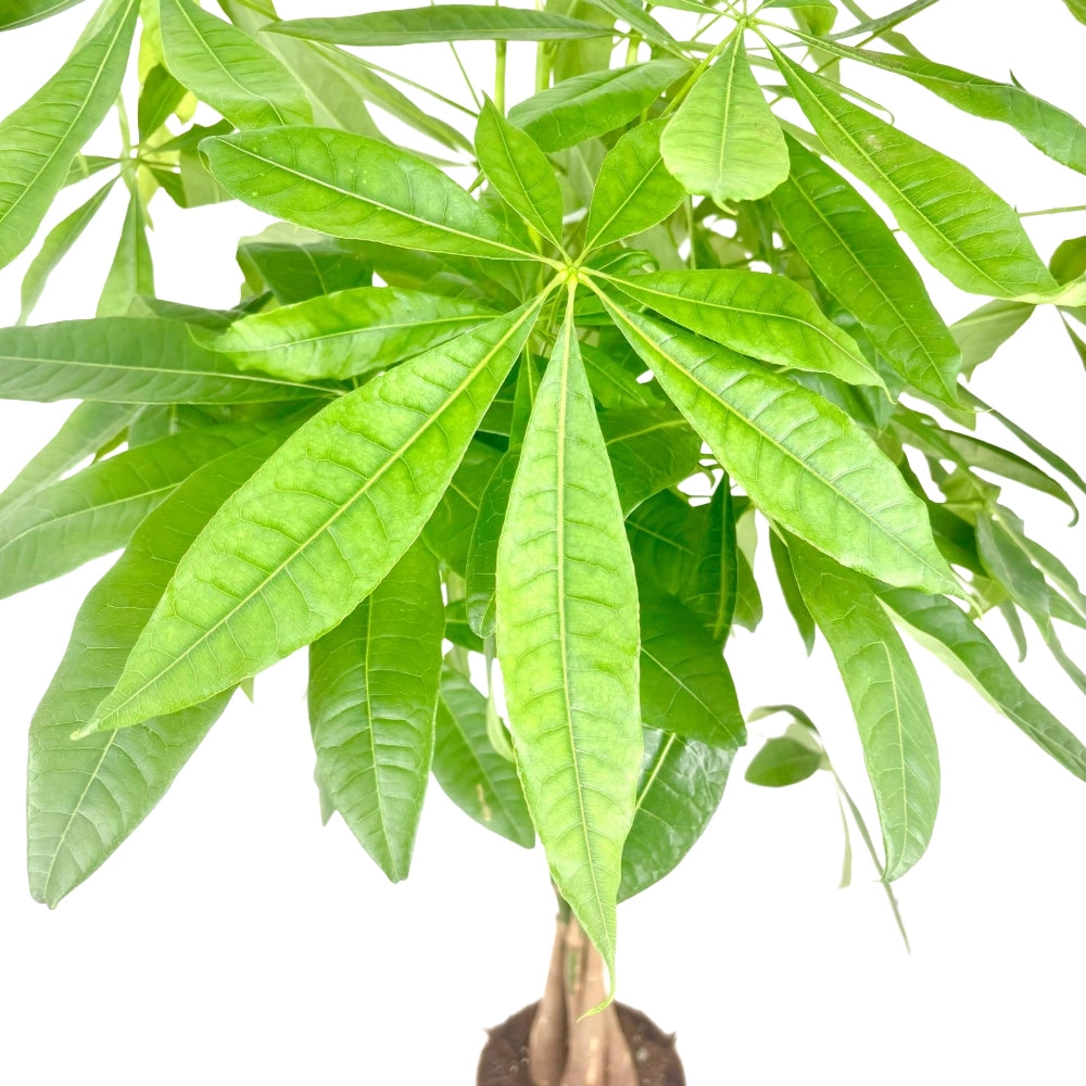 Pachira acquatica albero della fortuna tronco intrecciato in vaso 17 AMDGarden