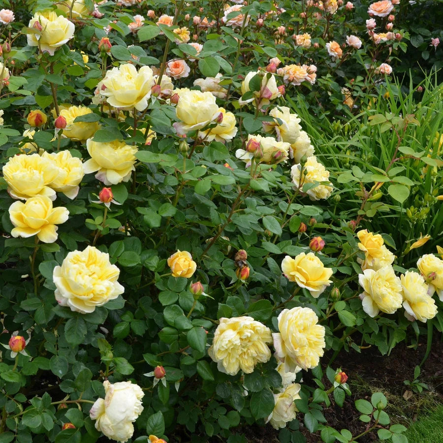 Gardenaria Rosa 'Charles Darwin' - Rosa da giardino Altezza: 40/50 cm (vaso20)