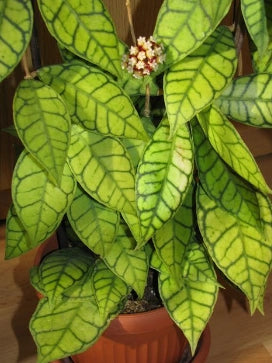 Hoya callistophylla "fiore di cera" vaso 8cm foto reali