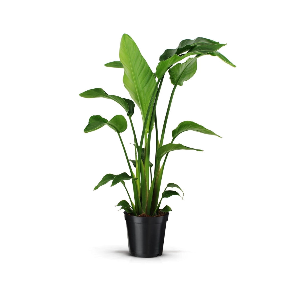 Gardenaria Strelitzia nicolai - Pianta da interno ornamentale Altezza: 80/90 cm (vaso 24)