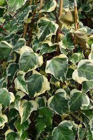 Hedera Helix Gloire de Marengo H150 – Edera Variegata Rampicante Ornamentale