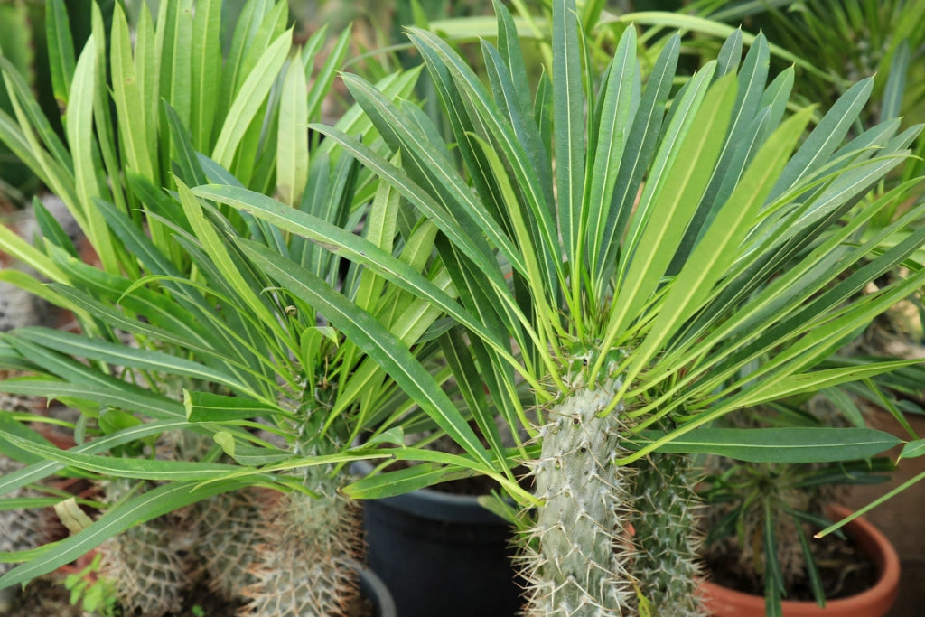 Pachypodium lamerei (palma del Madagascar) pianta grassa fotoreali H 40CM