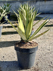 Agave Angustifolia Classic Vaso 60 cm Pianta Grassa Mediterranea