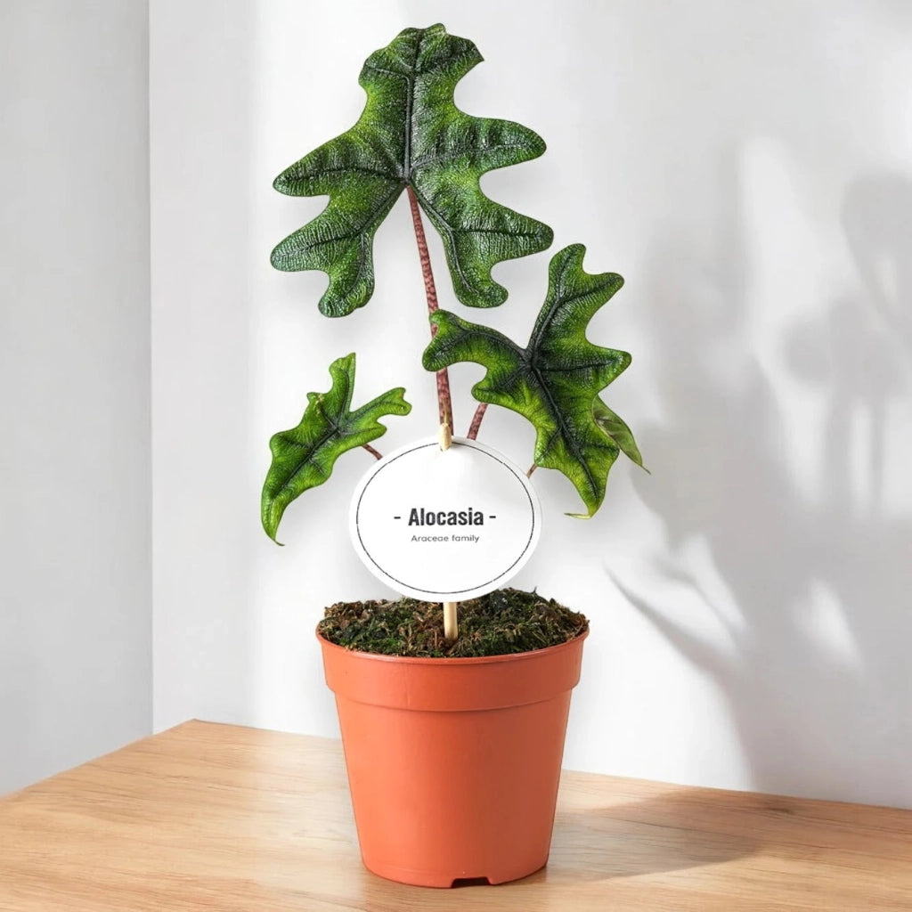 Gardenaria Alocasia 'Jacklin' - Pianta da interno ornamentale Altezza: 30 cm (vaso 14)