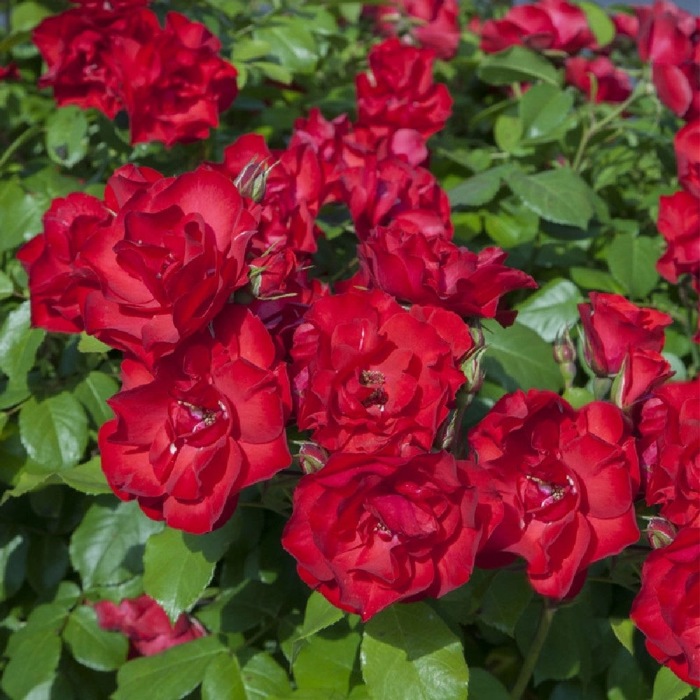 Pianta ROSA BREVETTATA LA SEVILLANA ® RAMPICANTE rossa MEILLAND in vaso 20 cm AMGarden