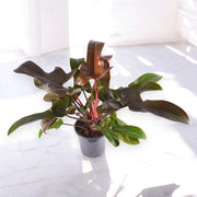 Gardenaria Philodendron 'Florida Bronze' - Pianta da interno ornamentale Altezza: 40 cm (vaso 12)