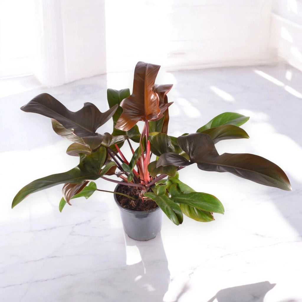 Gardenaria Philodendron 'Florida Bronze' - Pianta da interno ornamentale Altezza: 40 cm (vaso 12)