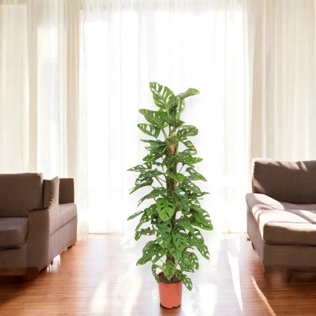 Gardenaria Monstera adansonii su tutore - Pianta da interno ornamentale Altezza: 160 cm (vaso 27)