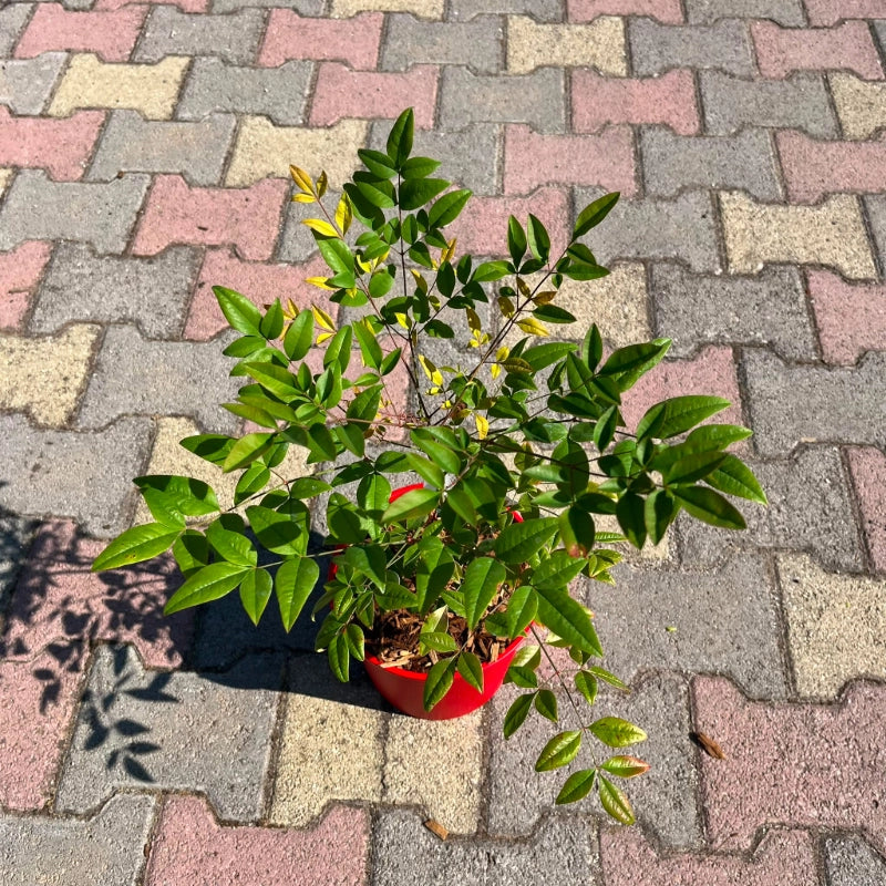 Pianta di Nandina Domestica Bambù Sacro bacche rosse in vaso 18 cm AMDGarden