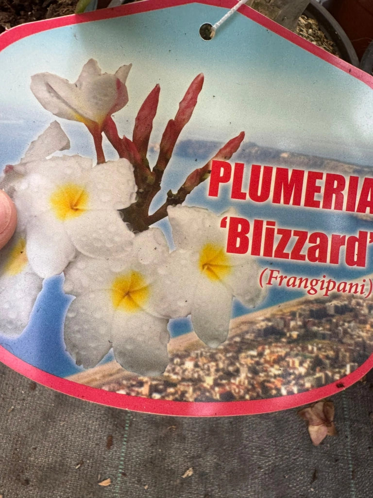 Pianta di plumeria frangipane 'blizzard', BIANCA vaso 15cm h 50cm, foto reale
