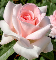 Gardenaria Rosa 'Prince Jardinier' - Rosa da giardino Altezza: 30/40 cm (vaso22)