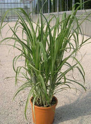 Gardenaria Miscanthus sinensis 'Cabaret' - Graminacea ornamentale da esterno Altezza: 60 cm (vaso 17)