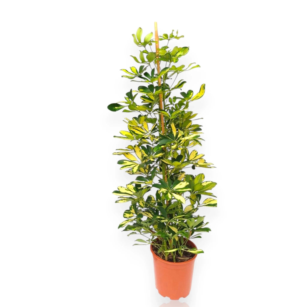 Gardenaria Schefflera arboricola 'Gold capella' alberello - Pianta da interno ornamentale Altezza: 130 cm (vaso 30)