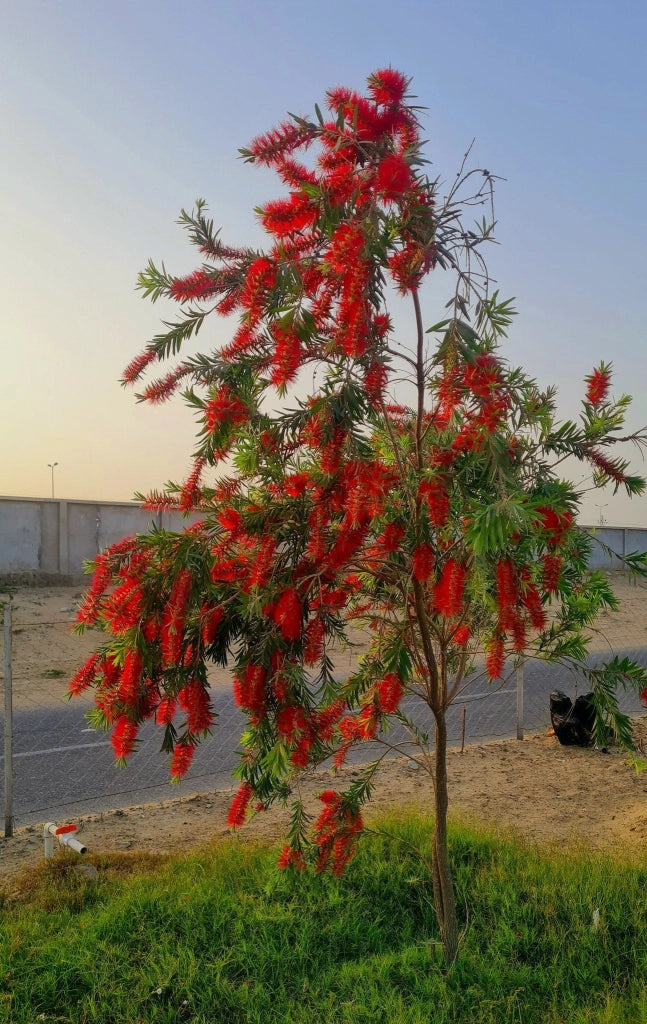 CALLISTEMON CAPTAIN COOK (PIANTA SCOVOLINO) VASO 40