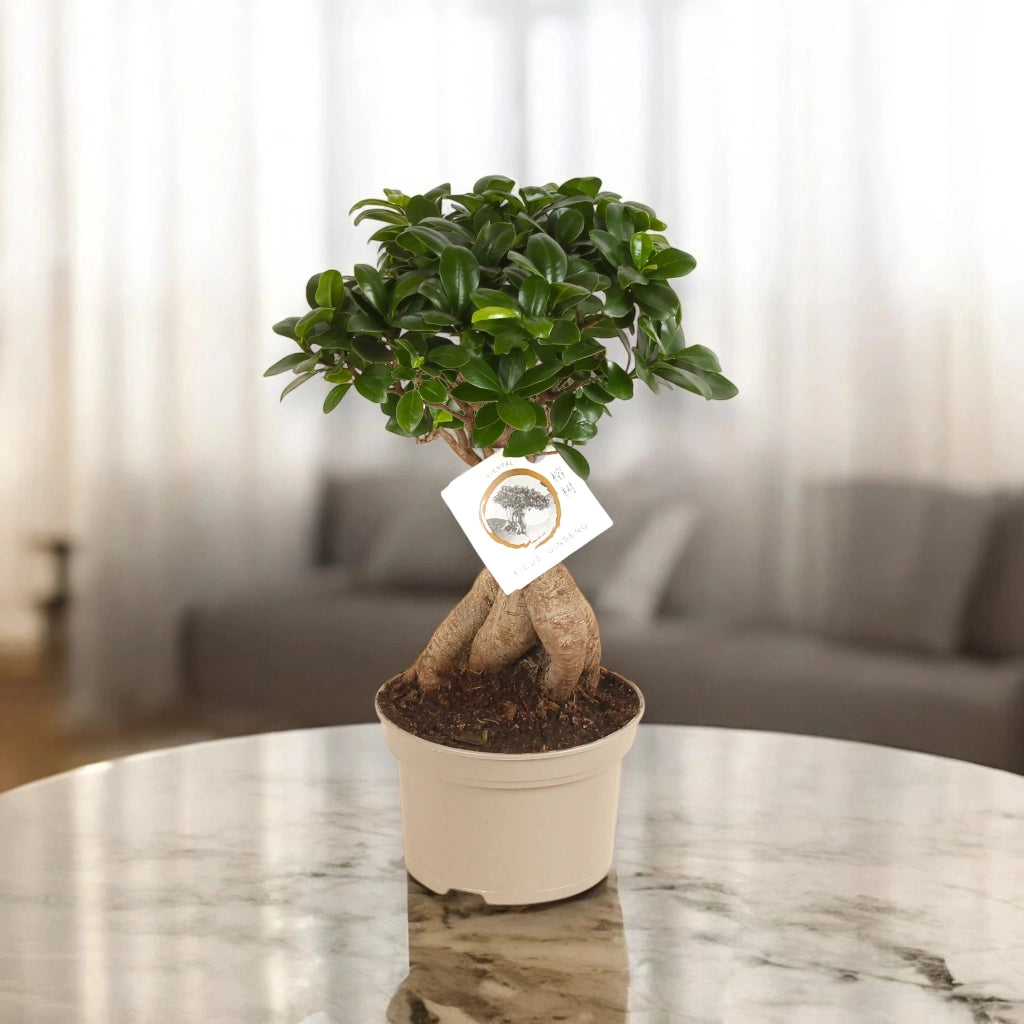Gardenaria Ficus microcarpa 'Ginseng' bonsai - Pianta da interno ornamentale Altezza: 30 cm (vaso 12)