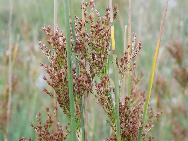 Gardenaria Giunco - Juncus inflexus - Graminacea ornamentale da esterno Altezza: 40 cm (vaso 17)