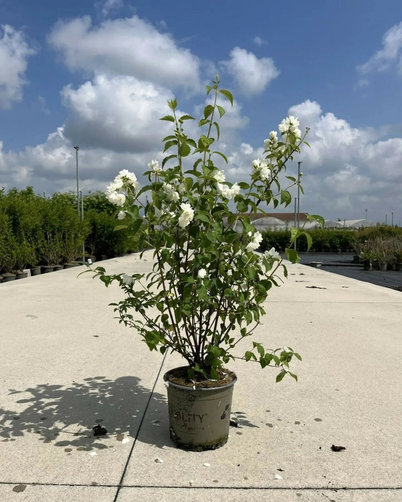 Gardenaria Filadelfo - Philadelphus coronarius 'Virginalis' - Arbusto ornamentale da giardino Altezza: 40/60 cm (vaso19)