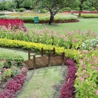 Ponte da Giardino, Ponte per Laghetto, Passerella in Legno, Decorazione Giardino, 152.5L x 67l x 48H cm, Legno di Abete, Marrone