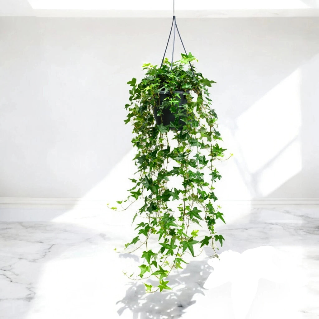 Gardenaria Edera - Hedera helix 'Jacobine' - Pianta da interno ornamentale Altezza: 50 cm (vaso 19)