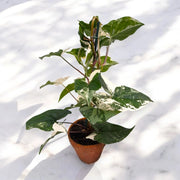 Gardenaria Syngonium variegata 'Alba' - Pianta da interno ornamentale Altezza: 40 cm (vaso 13)