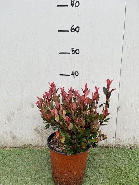 PHOTINIA X FRASERI CHICO NOVITA'