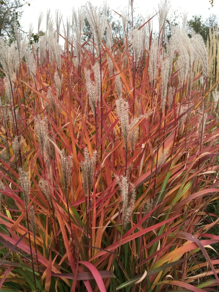 Gardenaria Miscanthus sinensis 'Purpurescens' - Graminacea ornamentale da esterno Altezza: 60 cm (vaso 17)
