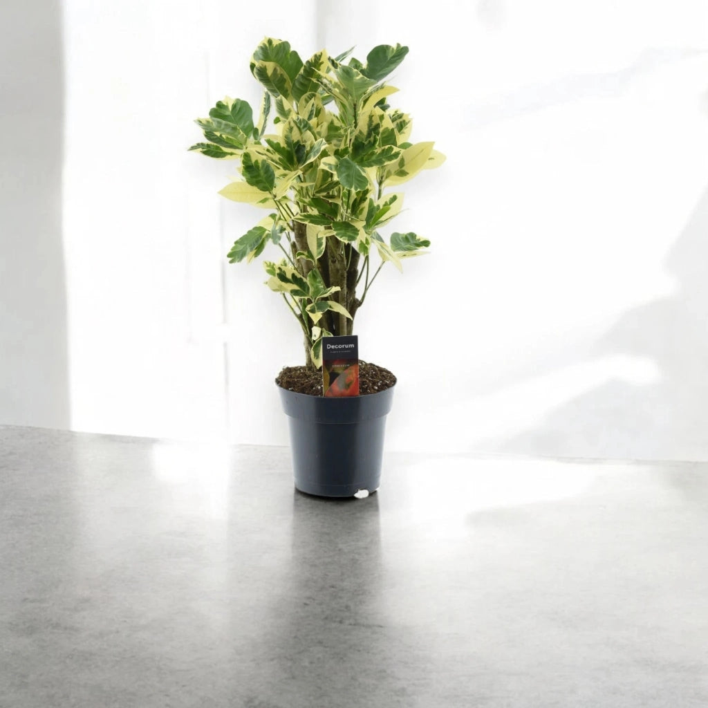 Gardenaria Codiaeum variegatum 'Eburneum' - Pianta da interno ornamentale Altezza: 50 cm (vaso 17)