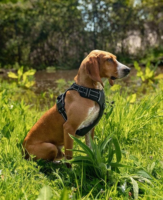 Cinturino per cane, dotato, anti-urto, riflettente, regolabile, taglia S, nero