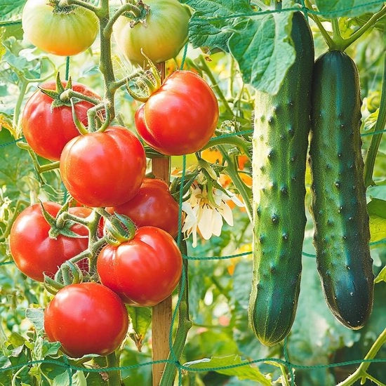 Supporto per Piante 1,8 x 1,8 m - Aiuto alla Crescita - Rettilineo per Giardino - Sostegno per Verdure - Spaziatura 10 cm - Sicuro da Utilizzare - Supporto per Coltivazione
