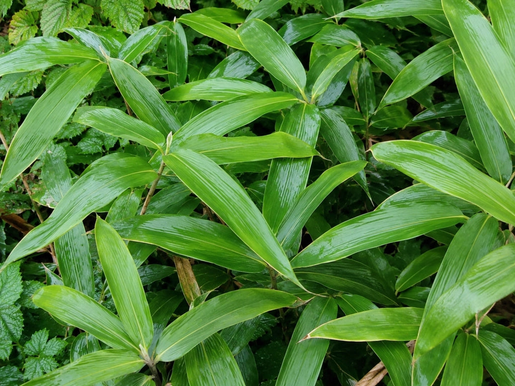 Gardenaria Bambù Nano Veitchii - Sasa veitchii - Bambù ornamentale da esterno Altezza: 30 cm (vaso 16)