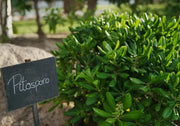 Gardenaria Pittosporo - Pittosporum tobira nano 'Nanum' - Arbusto ornamentale da giardino Altezza: 30/40 cm (vaso19)