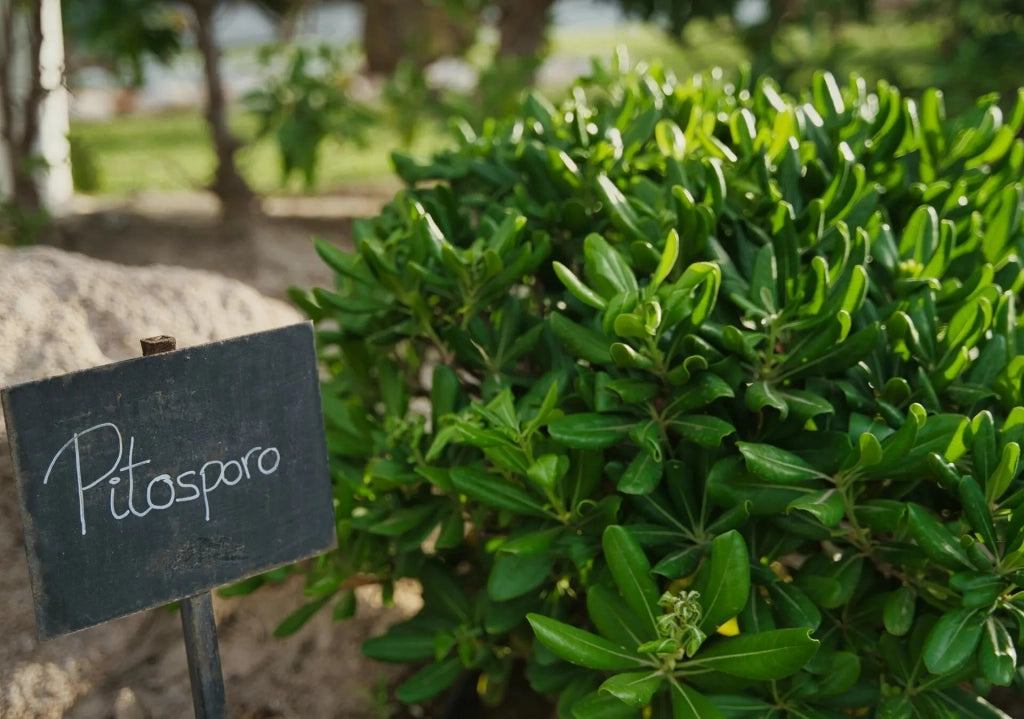 Gardenaria Pittosporo - Pittosporum tobira nano 'Nanum' - Arbusto ornamentale da giardino Altezza: 30/40 cm (vaso19)