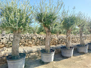 OLEA EUROPAEA ALB.80 1/2 FUSTO DOLCE LUNGA CRF.60/80