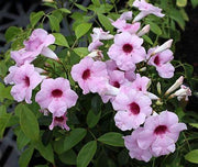 BIGNONIA PANDOREA JASMINOIDES H 110CM