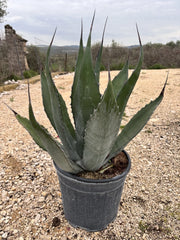 Agave Gentryi Vaso 30 cm Pianta Grassa Mediterranea Resistente al Gelo