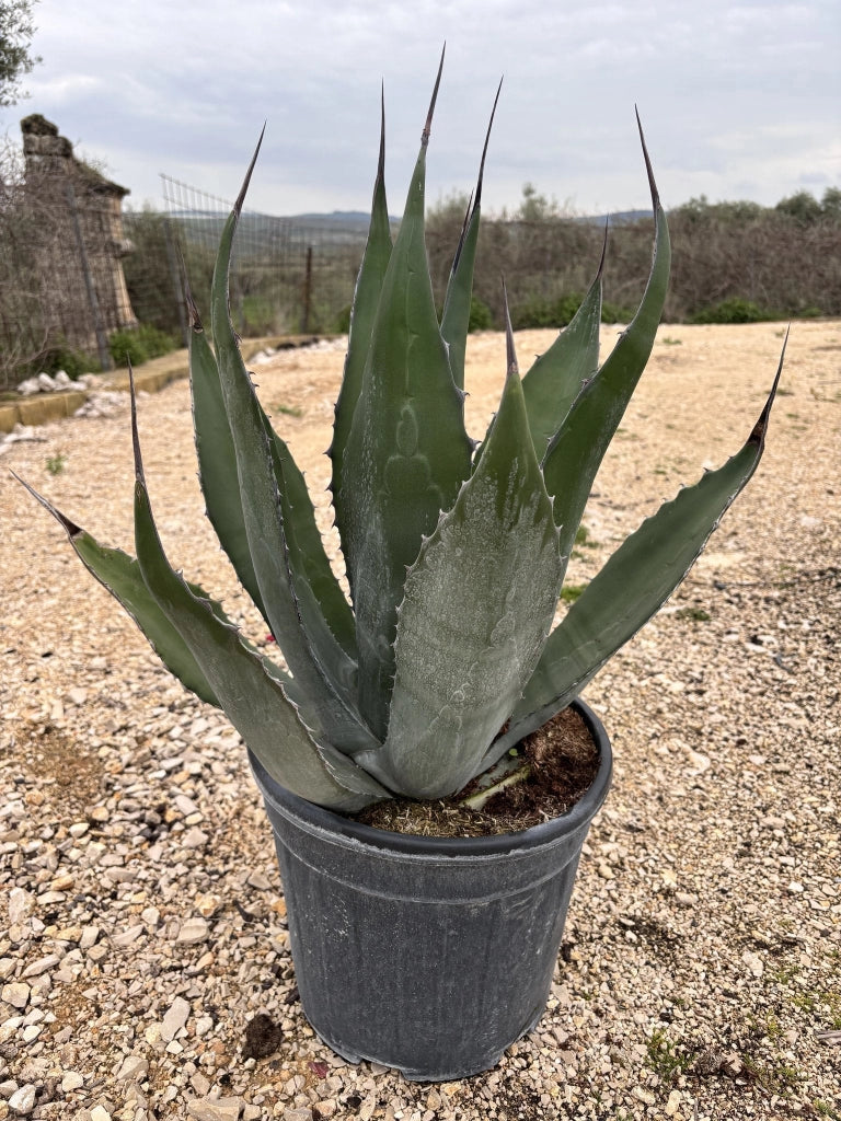 Agave Gentryi Vaso 30 cm Pianta Grassa Mediterranea Resistente al Gelo
