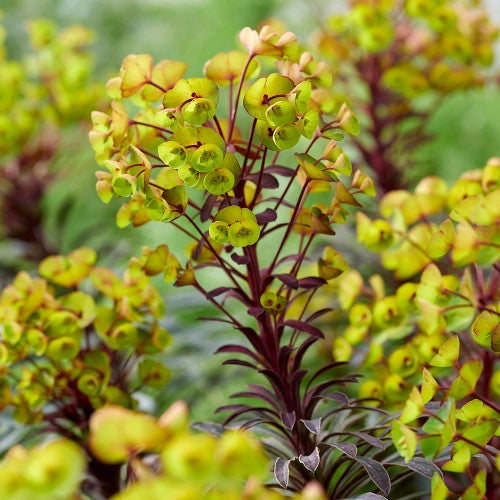 Euphorbia Hybrida  Miners Merlot foto reali h 45/50 cm