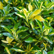 Gardenaria Evonimo - Euonymus japonicus 'Aureopictus' Livornese - Arbusto ornamentale da giardino Altezza: 40/60 cm (vaso19)