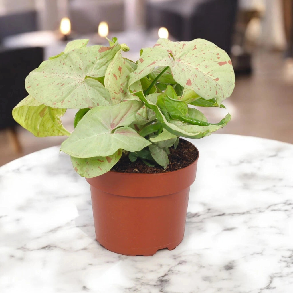 Gardenaria Syngonium 'Milk confetti' - Pianta da interno ornamentale Altezza: 25 cm (vaso 12)