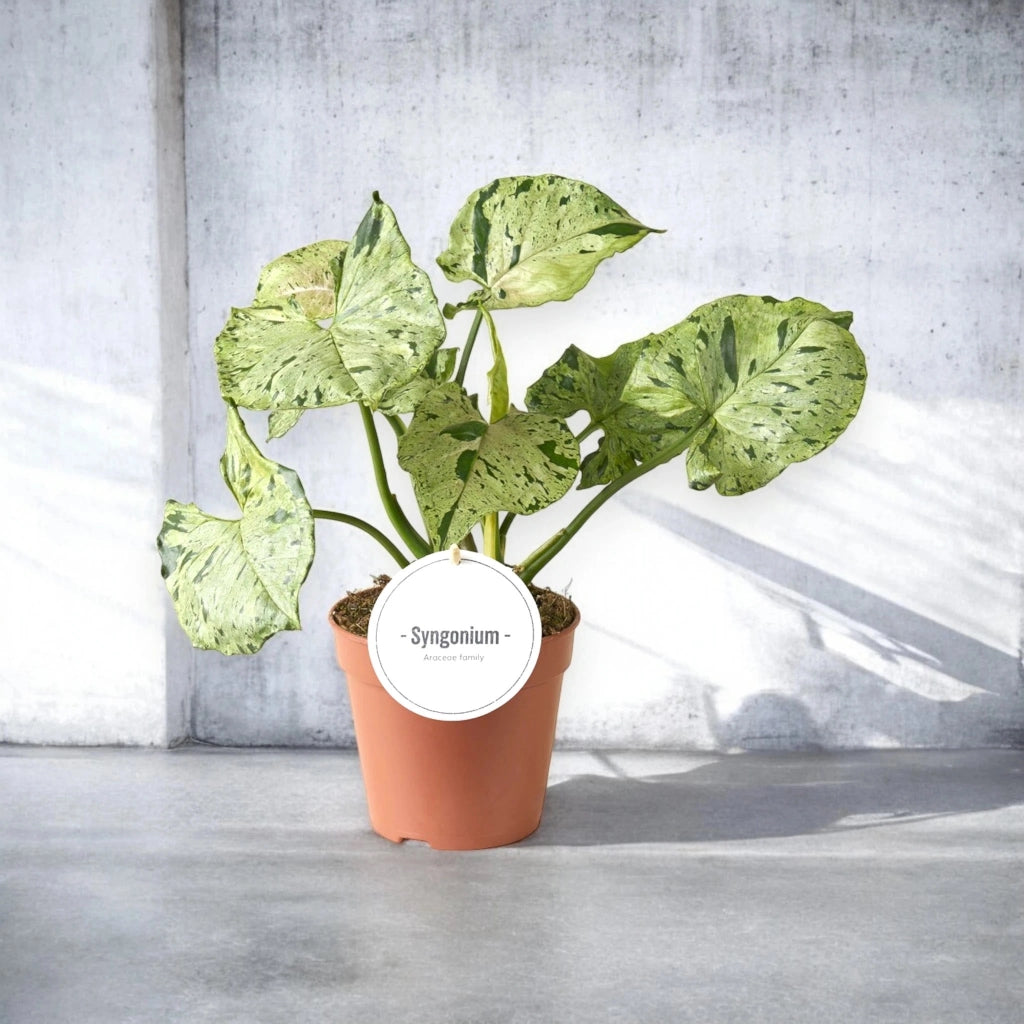 Gardenaria Syngonium 'Green splash' - Pianta da interno ornamentale Altezza: 25 cm (vaso 12)